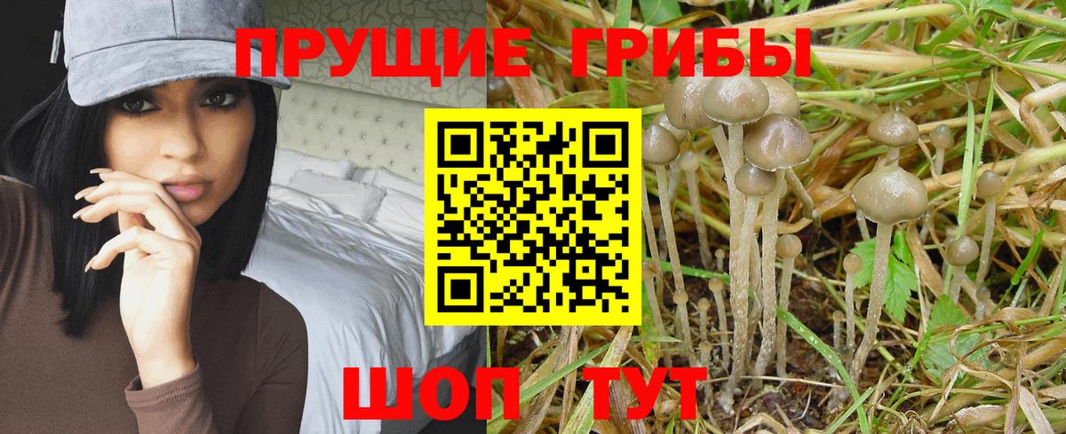 где купить наркоту  Вход с VPN  Туапсе  Галлюциногенные грибы прущие грибы  Псилоцибиновые грибы мухоморы 